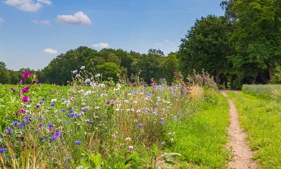 Biodiversiteit opnemen in uw jaarverslag