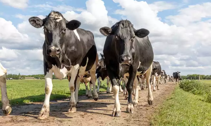 Wel of niet weiden: de impact van weidegang op melkveebedrijven