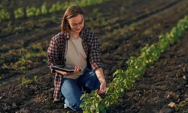 Optimale aardappelteelt: kennis delen als sleutel tot succes