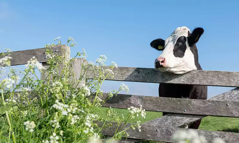 Biologische versus gangbare melkveehouderij: een rendementsvergelijking