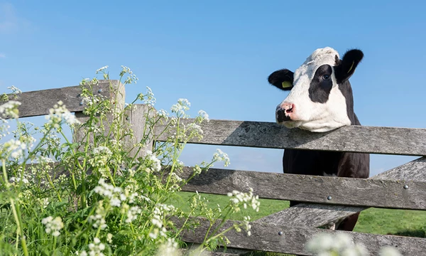 Biologische versus gangbare melkveehouderij: een...