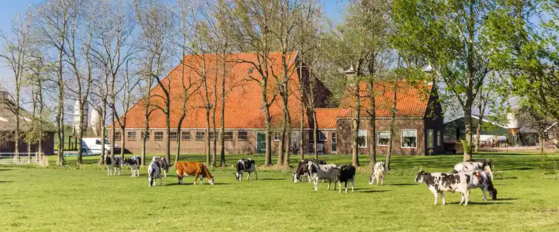 ​​Uw veehouderij met piekbelasting verplaatsen? Krijg subsidie voor haalbaarheidsonderzoek​