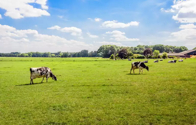 ​​Opnieuw subsidie voor agrariërs in Noord-Nederland die stikstofuitstoot reduceren​