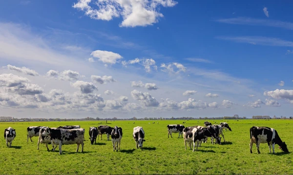 Aanpak mestmarkt: belangrijke items op een rij