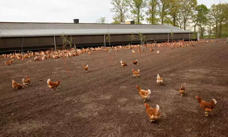 Veehouderij verplaatsen of beëindigen? Nieuwe subsidiemogelijkheden in 2025