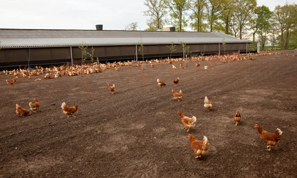 Veehouderij verplaatsen of beëindigen? Nieuwe...