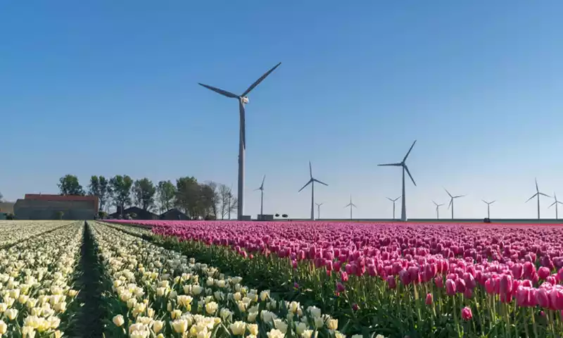 Vrijwillige duurzaamheidsstandaarden: een kans voor de bloembollensector