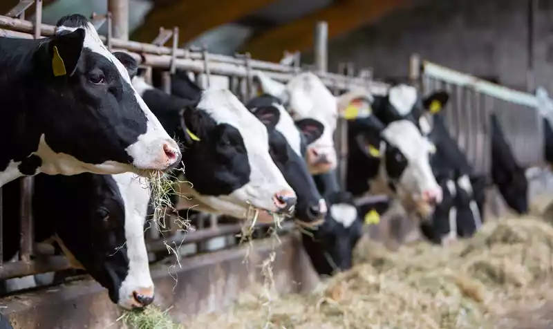 Krappe marge melkveehouderij vraagt om nieuwe verdienmodellen