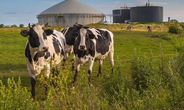 Monomestvergisting als extra inkomstenbron: begin op tijd