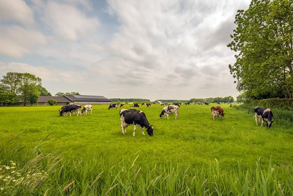 Belangrijke veranderingen regelgeving mest 2025